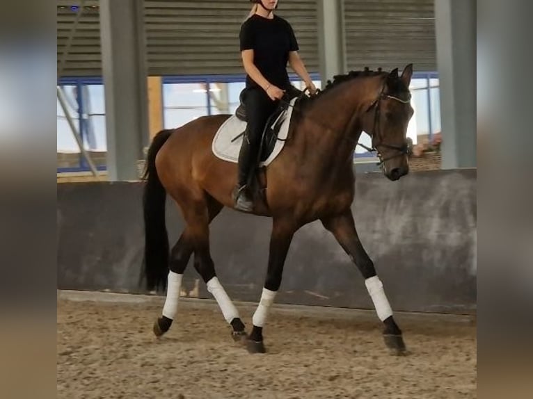 KWPN Yegua 7 años 172 cm Castaño in Kaldenkirchen