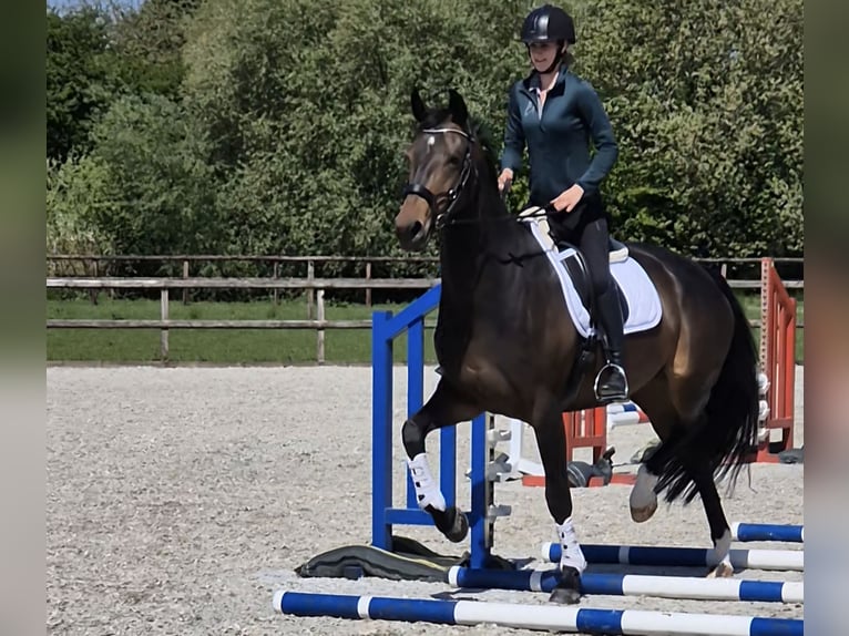KWPN Yegua 7 años 172 cm Castaño oscuro in Beuningen Gld