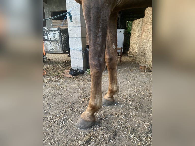 KWPN Yegua 7 años 173 cm Alazán in Wijchmaal