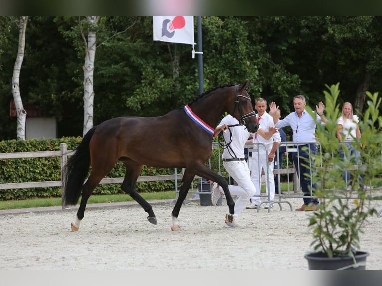 KWPN Yegua 7 años 173 cm Castaño oscuro in Groningen