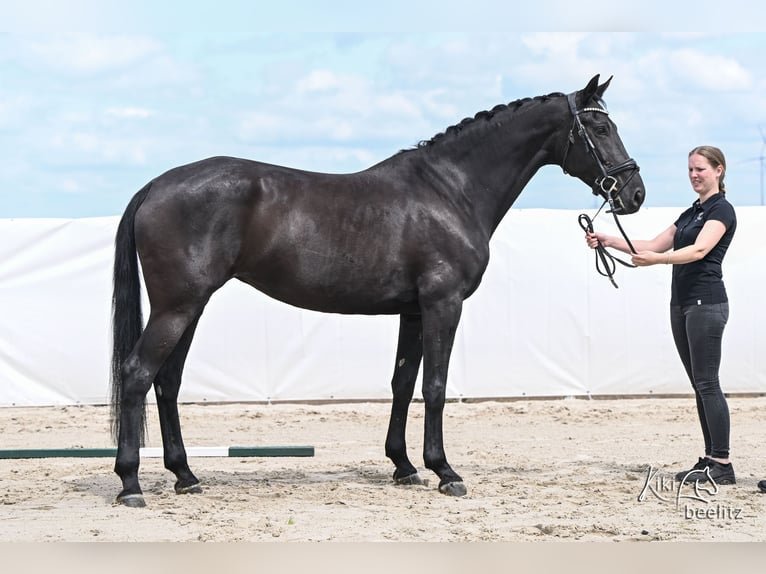 KWPN Yegua 7 años 173 cm Negro in Königslutter am Elm