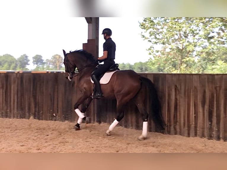 KWPN Yegua 7 años 176 cm Castaño oscuro in Neeritter