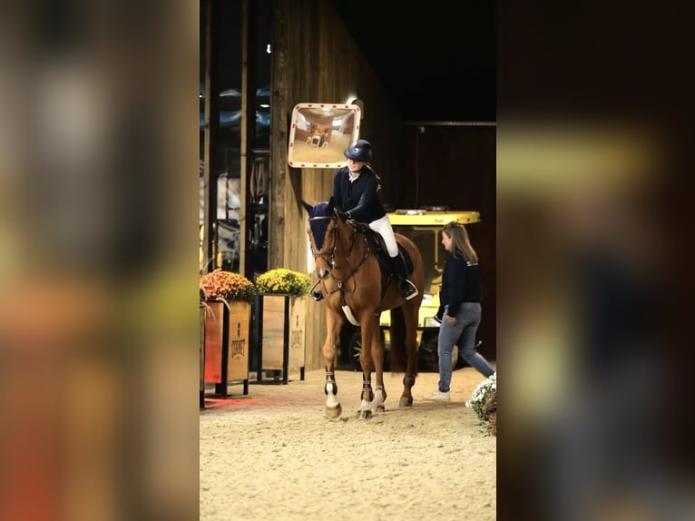 KWPN Mestizo Yegua 7 años 179 cm Alazán in Wassenaar