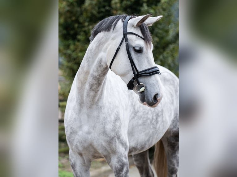 KWPN Yegua 7 años Tordo in Ysselsteyn