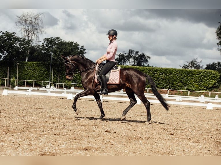 KWPN Yegua 8 años 156 cm Morcillo in Oud Gastel