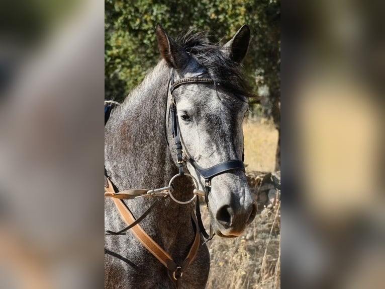 KWPN Mestizo Yegua 8 años 162 cm Tordo rodado in Huelva