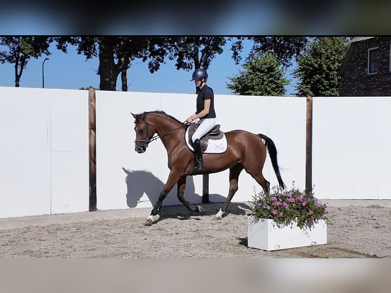KWPN Yegua 8 años 163 cm Castaño in Waddinxveen