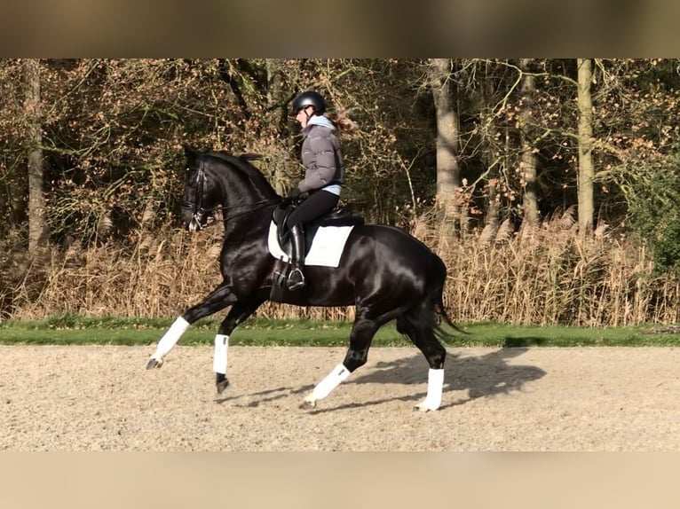 KWPN Yegua 8 años 163 cm Negro in Bree