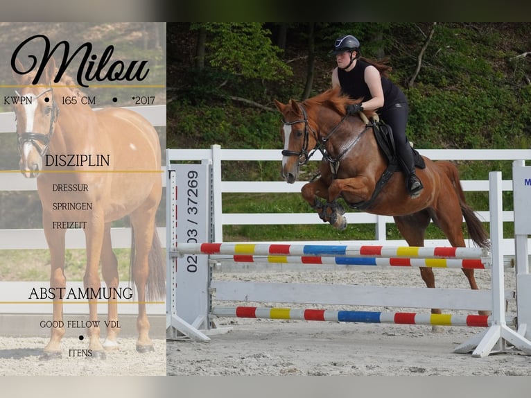 KWPN Yegua 8 años 165 cm Alazán in Nettersheim