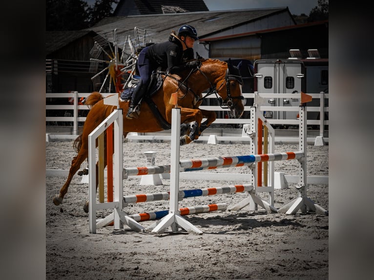 KWPN Yegua 8 años 165 cm Alazán in Nettersheim