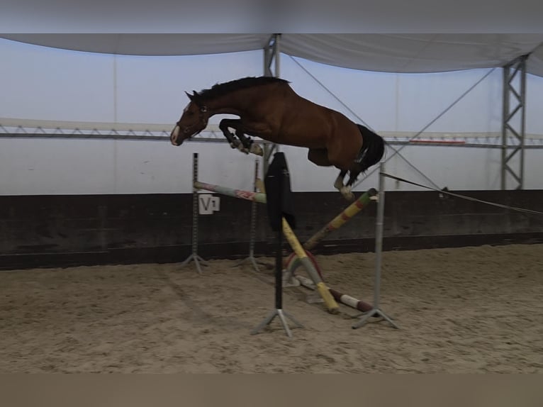 KWPN Yegua 8 años 165 cm Castaño in Kaleń-Towarzystwo