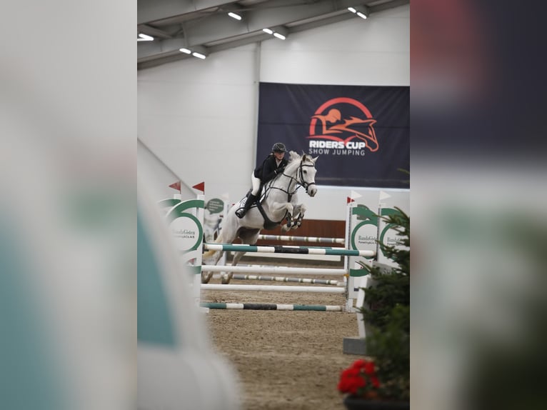 KWPN Mestizo Yegua 8 años 165 cm Tordo picazo in Slagelse