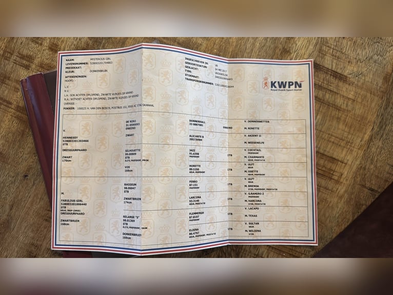 KWPN Yegua 8 años 166 cm Castaño oscuro in M&#xF3;r