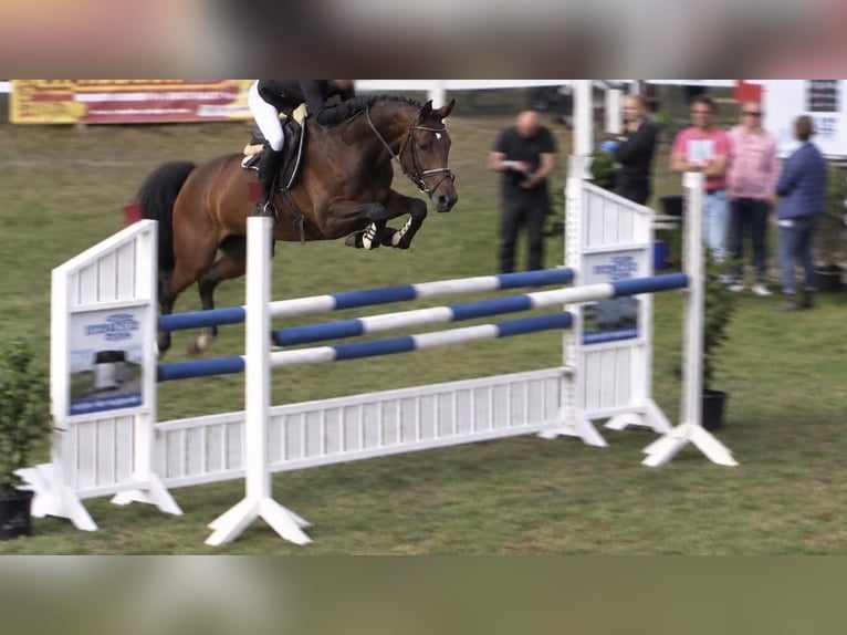 KWPN Yegua 8 años 166 cm Castaño oscuro in Bremen