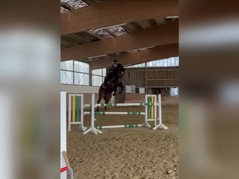 KWPN Yegua 8 años 166 cm Castaño oscuro in Bremen