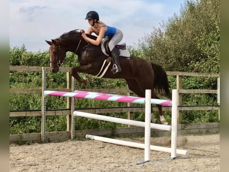 KWPN Yegua 8 años 167 cm Alazán-tostado in Canterbury