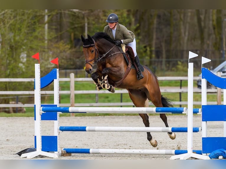 KWPN Yegua 8 años 167 cm Castaño in Geilenkirchen