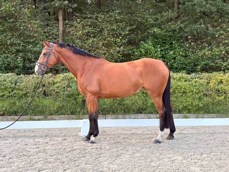 KWPN Yegua 8 años 167 cm Castaño in Nijkerk