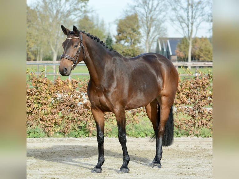 KWPN Yegua 8 años 167 cm Castaño oscuro in Kedichem