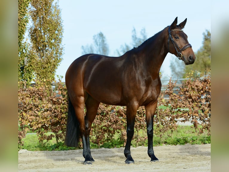 KWPN Yegua 8 años 167 cm Castaño oscuro in Kedichem