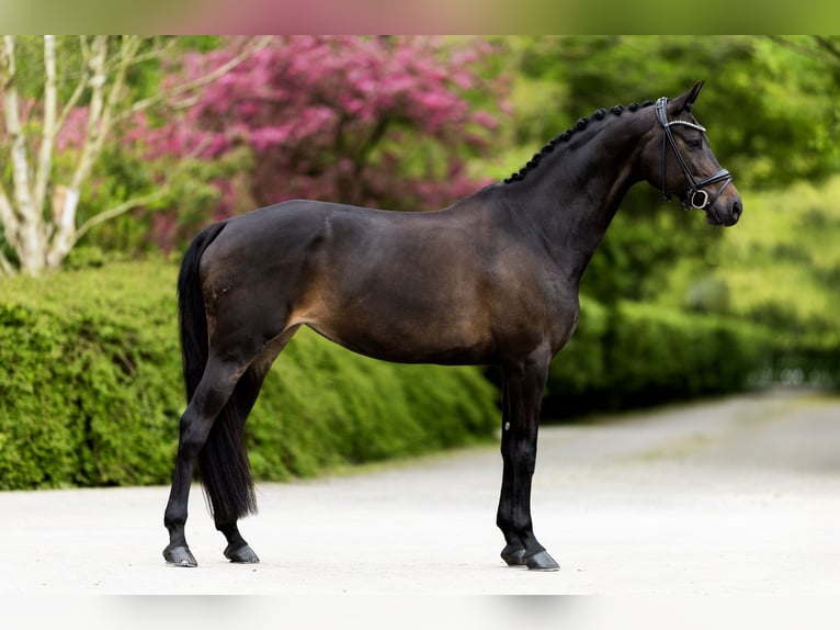 KWPN Yegua 8 años 167 cm Morcillo in Bleiswijk