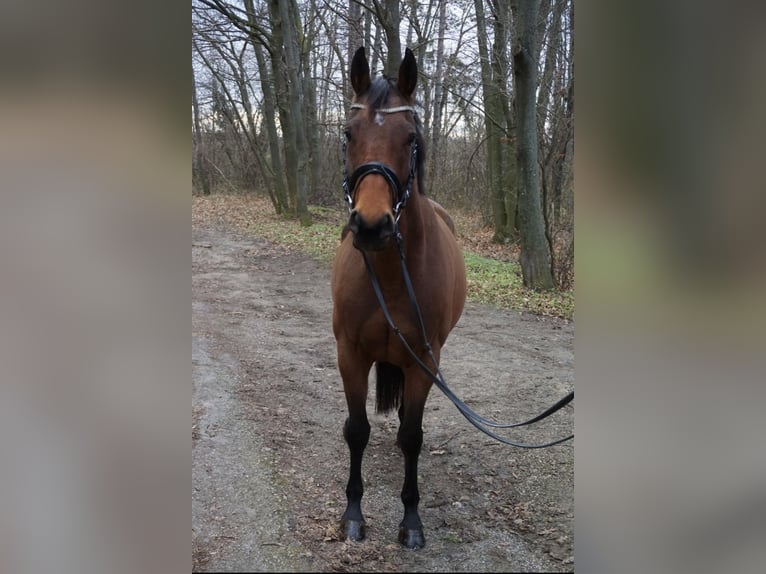 KWPN Yegua 8 años 168 cm Castaño in Wien