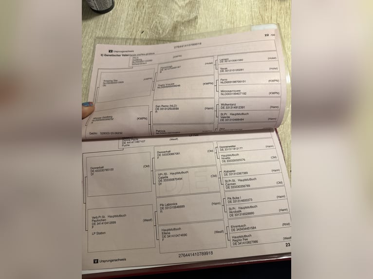 KWPN Yegua 8 años 168 cm Castaño oscuro in Neuhofen An Der Ybbs