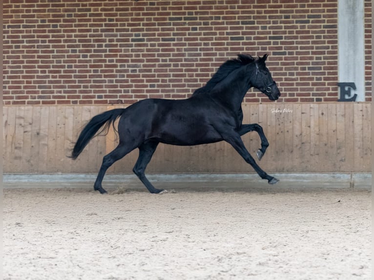 KWPN Yegua 8 años 168 cm Negro in Goch