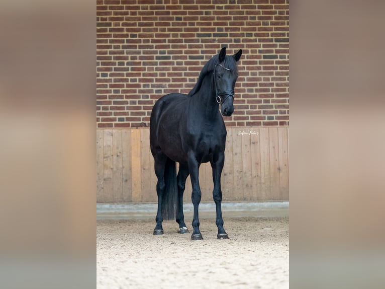 KWPN Yegua 8 años 168 cm Negro in Goch