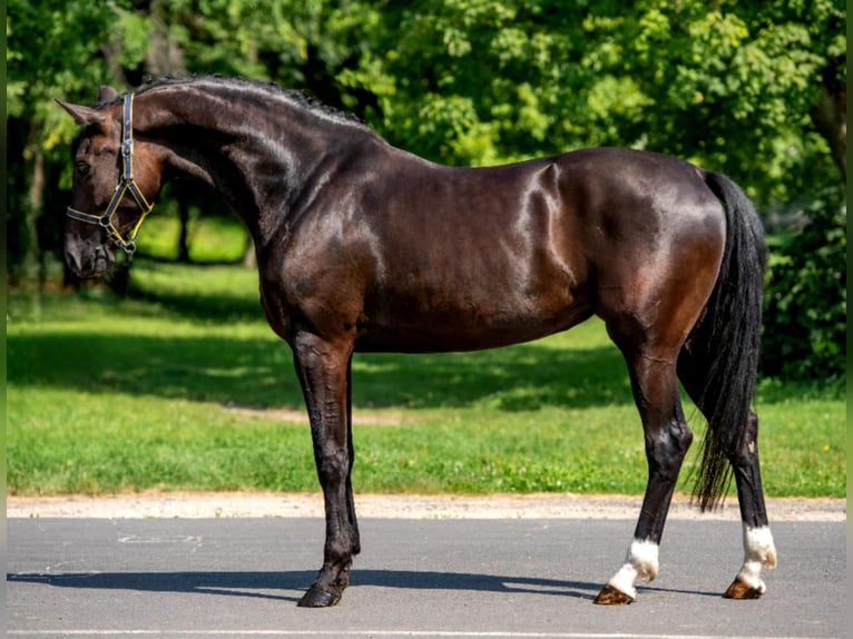 KWPN Yegua 8 años 169 cm Castaño in Neu Gaarz