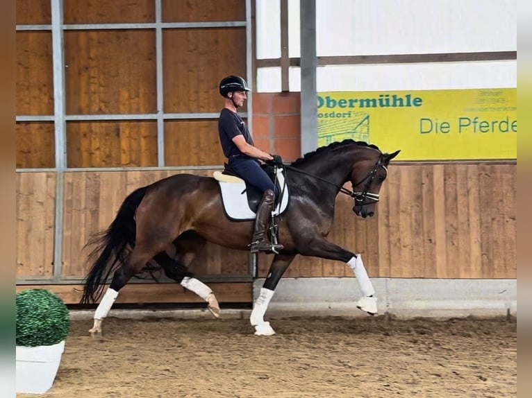 KWPN Yegua 8 años 172 cm Castaño oscuro in Gleichen