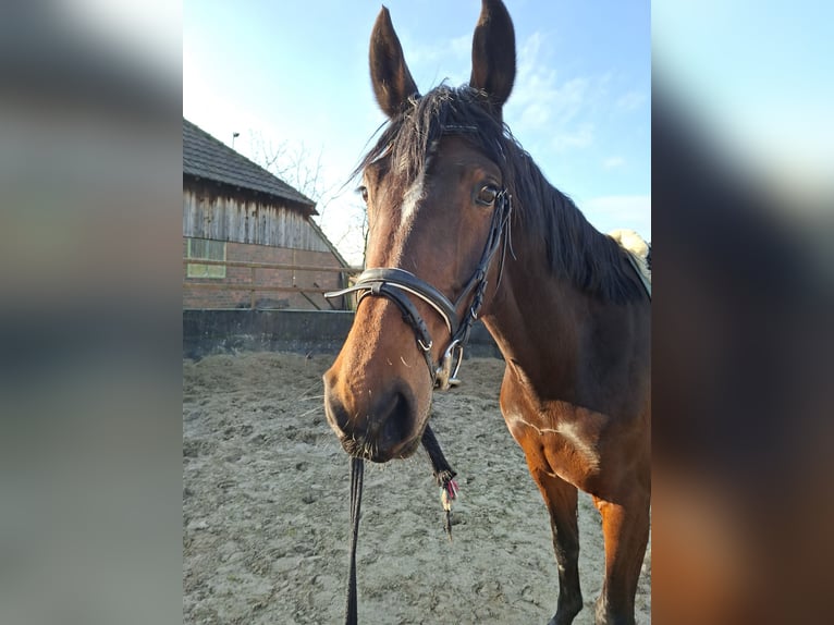 KWPN Yegua 8 años 173 cm Castaño oscuro in Belfeld