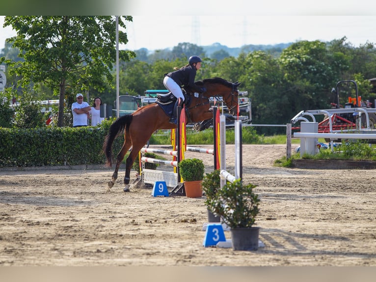 KWPN Yegua 8 años 175 cm Castaño in K&#xF6;nigswinter