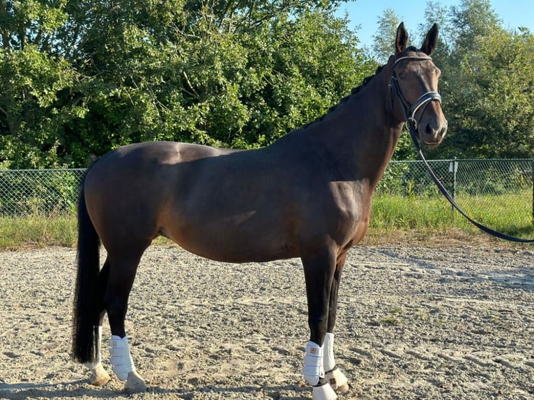 KWPN Yegua 8 años 175 cm Castaño oscuro in Hulten