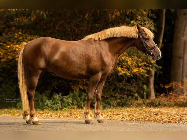 KWPN Mestizo Yegua 9 años 136 cm Alazán-tostado in Roosendaal