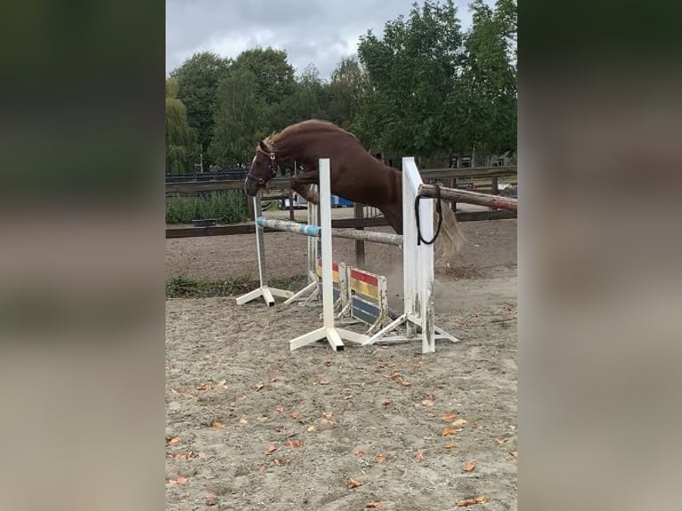 KWPN Mestizo Yegua 9 años 136 cm Alazán-tostado in Roosendaal