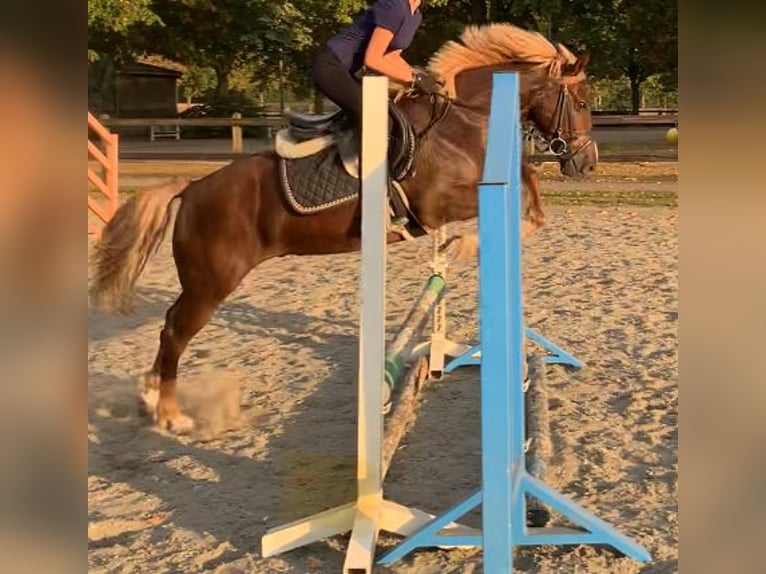 KWPN Mestizo Yegua 9 años 136 cm Alazán-tostado in Roosendaal