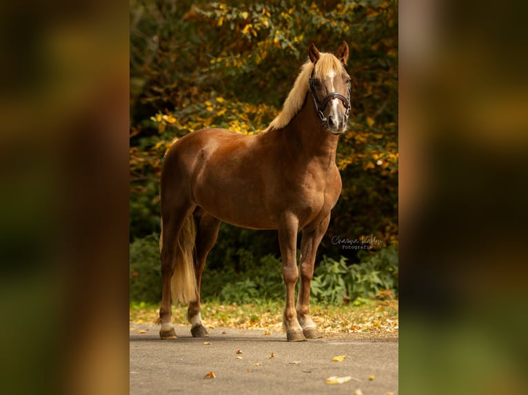 KWPN Mestizo Yegua 9 años 136 cm Alazán-tostado in Roosendaal