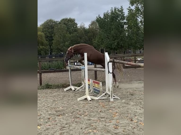 KWPN Mestizo Yegua 9 años 136 cm Alazán-tostado in Roosendaal