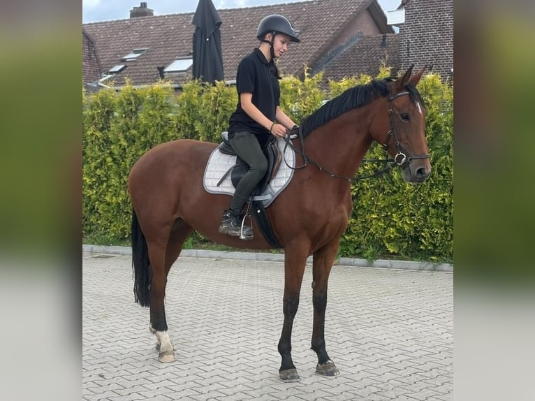 KWPN Yegua 9 años 163 cm Castaño in Kaldenkirchen