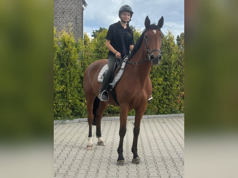 KWPN Yegua 9 años 163 cm Castaño in Kaldenkirchen