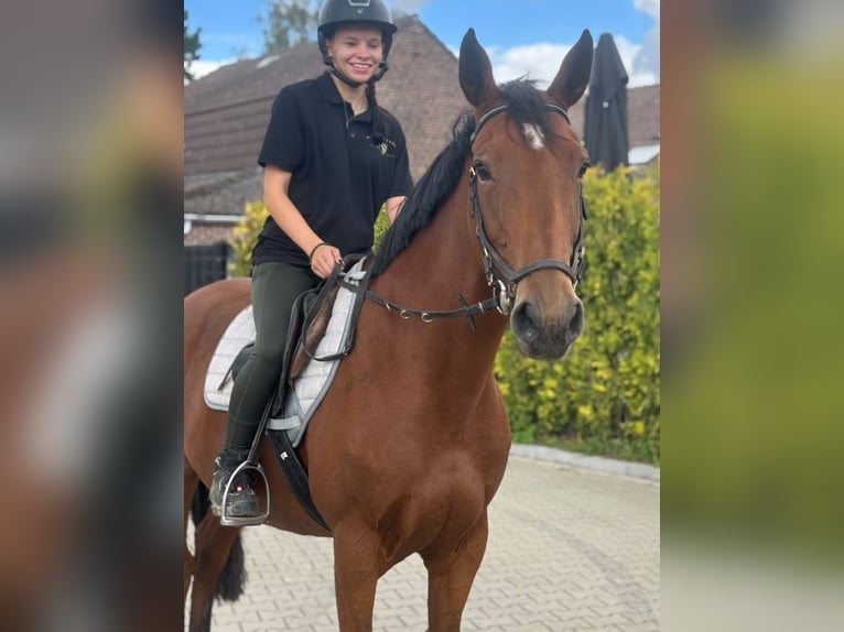 KWPN Yegua 9 años 163 cm Castaño in Kaldenkirchen