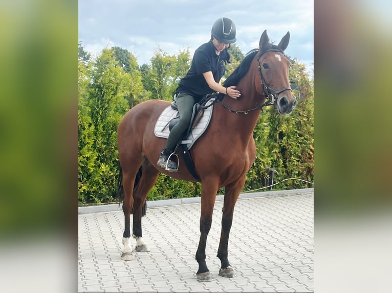 KWPN Yegua 9 años 163 cm Castaño in Kaldenkirchen