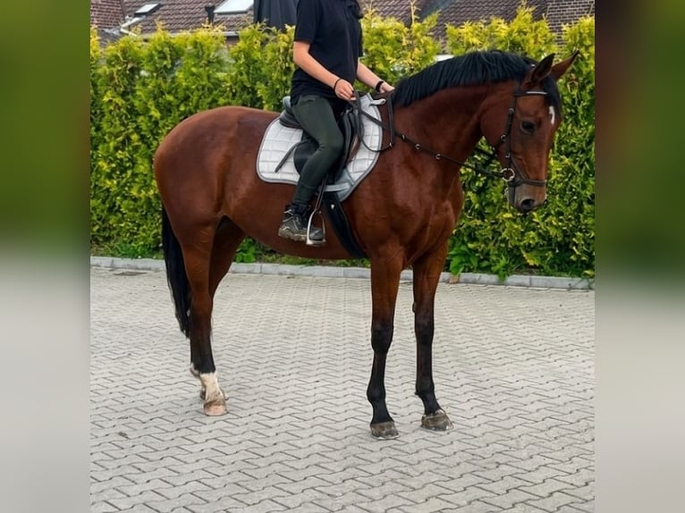 KWPN Yegua 9 años 163 cm Castaño in Kaldenkirchen