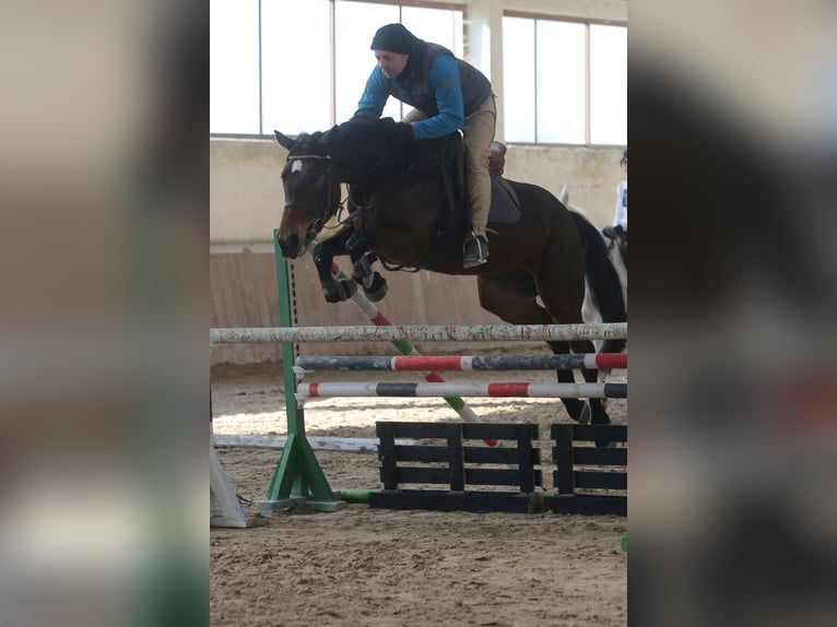 KWPN Yegua 9 años 164 cm Castaño rojizo in Русе / Ruse