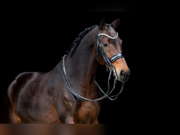 KWPN Yegua 9 años 165 cm Castaño in Kwadijk
