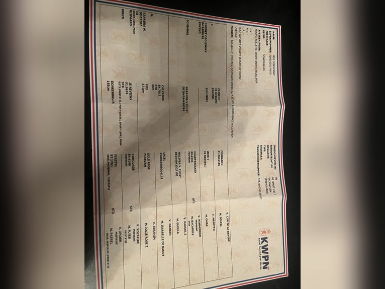 KWPN Yegua 9 años 165 cm Castaño oscuro in Heikruis