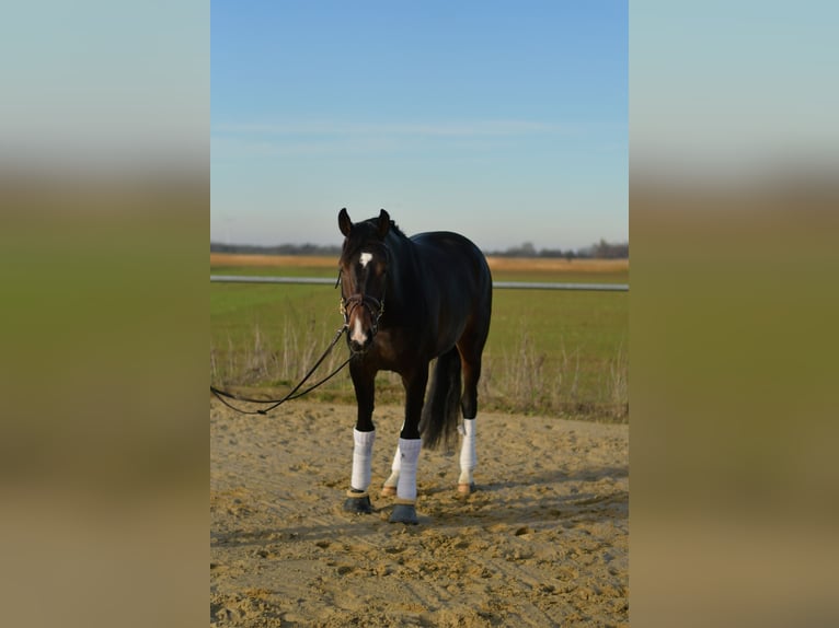 KWPN Yegua 9 años 165 cm Morcillo in Geilenkirchen