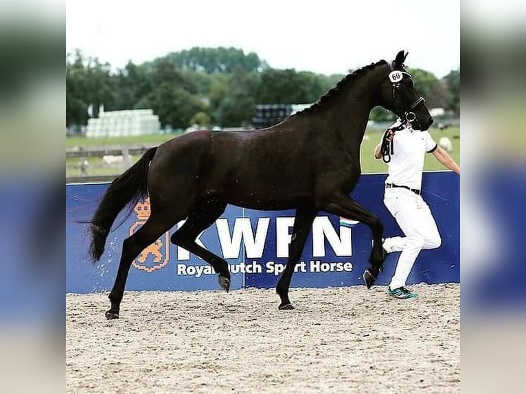 KWPN Yegua 9 años 166 cm Negro in Lutten