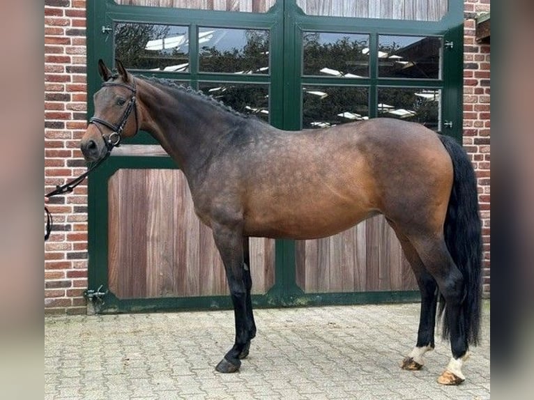 KWPN Yegua 9 años 168 cm Castaño in Roetgen